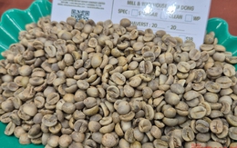 Giá cà phê hôm nay, 2-11: Điều chưa từng có ở vùng cà phê Sơn La
