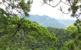 6 loài cây hạt trần quý hiếm có nguy cơ tuyệt chủng tại 1 khu rừng ở Thanh Hóa