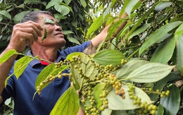 Không ít đại lý tạm ngưng thu mua tiêu và nại lý do này