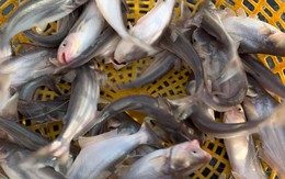 Loại cá được ví như "vàng trắng" của Việt Nam, người Mỹ, Trung Quốc rất thích: Ít xương dăm, không tanh