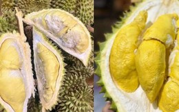 So sánh sầu Thái và sầu Ri6, loại nào ngọt và béo hơn?