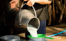 Đột kích vào nhà dân, cảnh sát triệt phá đường dây sữa giả chỉ hoạt động vào đêm và sáng sớm, tiêu hủy 400 lít sữa pha chế từ hóa chất