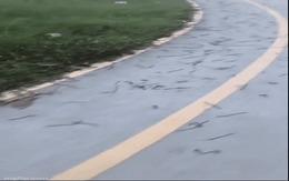 Hiện tượng lạ, hàng trăm con giun đất bò lên mặt đường ở Đồng Nai: Một tin đồn sai sự thật được làm rõ