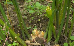 "Mỏ vàng" dưới lòng đất ở vùng cực Bắc Tổ quốc giúp nông dân có trong tay hàng trăm triệu/vụ