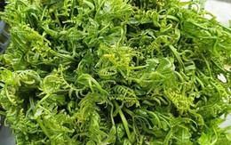 Loại rau tốt như thuốc bổ, người Trung Quốc ví là "rau trường sinh": Mọc dại đầy Việt Nam, ít người biết