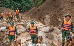Cận cảnh những chú chó cứu hộ Làng Nủ đang tìm người mất tích ở Đà Nẵng