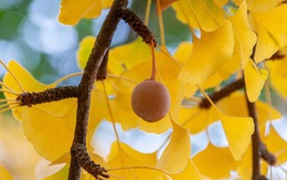 Trồng 5 cây trong nhà, gia chủ đắc tài đắc lộc, con cháu không lo nghèo khó