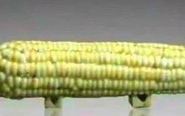 Mang "quả ngô" đi thẩm định cổ vật bị chuyên gia phán  là đồ giả, cụ ông cười khẩy nói: "Có biết tôi là ai không?"