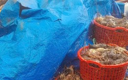 20 triệu con tôm hùm chết trong lũ, nghề nuôi tôm hùm ở Đắk Lắk 'gần như xoá sổ'