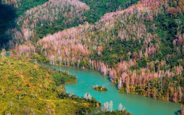 Không phải Hàn Quốc, Nhật Bản, đây là rừng phong ở Việt Nam: Du khách nhận xét "Chẳng cần đi nước ngoài"