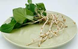 Loại rau người Trung Quốc ví là "rau thần": Mọc đầy Việt Nam nhưng nhiều người sợ không ăn