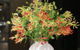 Không phải mê tín: Trồng 4 loại cây này trong nhà dễ “rước” họa vào thân, gây hại sức khoẻ còn tiêu tán tiền bạc