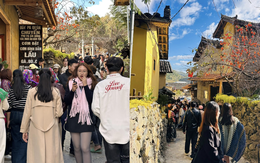 Cây hồng "khổ nhất" Việt Nam: Cả nghìn người kéo tới check-in mỗi ngày