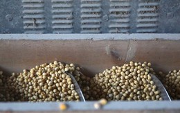 Trung Quốc quay lưng dừng nhập khẩu, Mỹ tăng mạnh đưa một mặt hàng vào Việt Nam với giá siêu rẻ, nước ta tiêu thụ thứ 3 thế giới