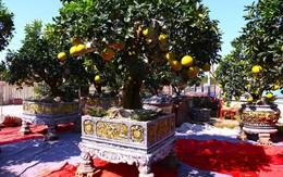 Bưởi Diễn hàng chục triệu đồng sẵn sàng chờ khách 'rước' về chơi Tết