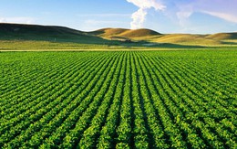 Đất nông nghiệp không sổ đỏ có được thế chấp vay ngân hàng?