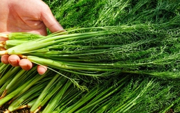 Có 5 loại rau chứa penicillin tự nhiên, bạn nên cho gia đình ăn thường xuyên khi thời tiết trở lạnh để tăng cường miễn dịch, giảm bệnh tật