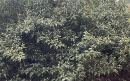 Cây ớt “cổ thụ” khiến 3 triệu người tò mò, nguồn gốc còn lạ hơn