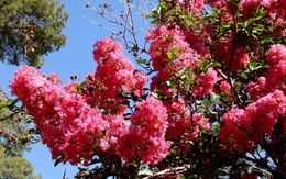 Loại cây mang tới phúc khí, thịnh vượng và bình an: Trồng một cây trong nhà có thuốc quý toàn năng