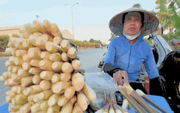 Loại củ mỗi năm chỉ có một lần, ăn giòn ngọt, nguyên vị sương sớm gây thương nhớ