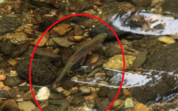 Nghệ An có một loài cá được gọi là "lộc suối" cả làng cùng canh giữ, lắp camera giám sát 24/24h