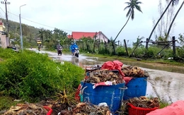 Tôm hùm chết sạch, chất đống bốc mùi hôi thối sau lũ