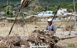 Tan hoang thủ phủ rau Lâm Đồng