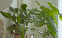 Ông bà dặn: "Nhà có cây mát, người có phúc dày" - Trồng 5 cây này quý nhân chắc chắn ghé thăm