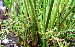 Việt Nam sở hữu loại gia vị đắt bậc nhất thế giới, thu về chục triệu USD/năm