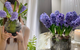 Nhiều chị em đang kháo nhau: Tết này nhất định phải trồng một chậu “hoa của các vị thần”, vừa thơm nhà vừa sang chảnh