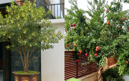 Sân nhà trồng 3 loại cây này: Càng trồng càng thấy nhà ấm, lộc về kín cổng