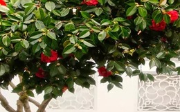 Loại cây là biểu tượng của vượng tài, sung túc: Nhiều nhà trồng mà không biết nó còn là thuốc