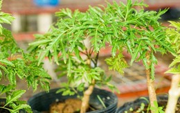 Loài cây này quý như vàng ròng: Lá là nhân sâm, càng trồng lâu càng thịnh vượng