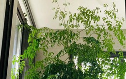 4 cây càng trồng càng rước họa, nhiều nhà vô tình phạm mà không biết