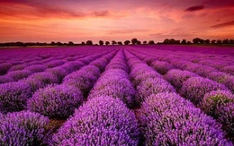 Một cổ phiếu công ty chứng khoán “bốc đầu” kịch trần ngay trước thềm họp ĐHCĐ bất thường