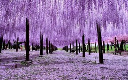 Một doanh nghiệp báo lãi gấp 15 lần cùng kỳ, cổ phiếu tăng 9 phiên trần, giá lên 150% sau 2 tháng