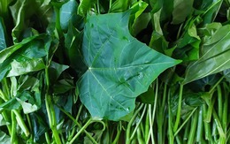 Loại rau "ngọt như mì chính", bổ ngang nhân sâm tổ yến, tốt cho người ốm