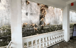 Hàng trăm con khỉ bất ngờ lao xuống núi với tốc độ chóng mặt: Hiện tượng lạ khiến người dân hoang mang