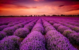 Cổ phiếu doanh nghiệp gần 70 năm tuổi bất ngờ "tím lịm" 7 phiên liên tiếp, điều gì đang diễn ra?