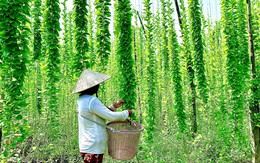 Nông dân đổi đời nhờ trồng loại cây mọc dại: "Đếm lá tính tiền", thu về 2 tỷ/năm