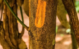 Một loại ‘vàng nâu’ quý báu của thế giới nhưng Việt Nam trồng bạt ngàn: Từ thân đến lá đều ra tiền, thu về gần 250 triệu USD kể từ đầu năm