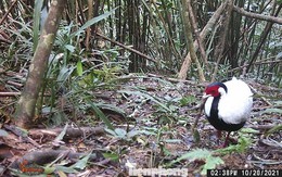 Pù Huống – 'kho báu' 46.000ha hé lộ bí mật rừng già nhờ công nghệ và cộng đồng