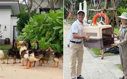 Fanpage của Vinpearl Nha Trang thông báo về tình trạng của đàn vịt "tài phiệt" trước bão số 15 Koto