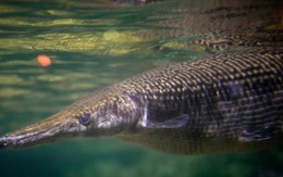 Cuba chạy đua với thời gian để cứu "báu vật thời khủng long"