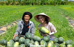 Khởi nghiệp trồng giống dưa lạ, livestream giữa ruộng 'chốt đơn mỏi tay'