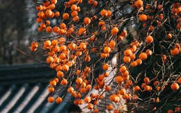 Không phải mê tín: Trồng đúng loài cây mà nhà giàu thích mê, vừa may mắn tài lộc, vừa tốt sức khỏe cả nhà