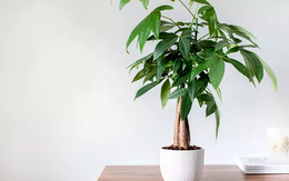 3 loại cây nghe tên đã thấy có lộc, càng trồng lâu trong nhà càng hút tiền bạc như nam châm, người giàu rất thích