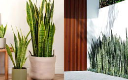 Lưỡi hổ là cây hút tài hay phá tài? Xem lại cách bạn đang đặt cây trong nhà