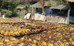 Châu Âu đang thiếu hụt một mặt hàng mở ra cơ hội lớn cho Việt Nam: Thu về gần 150 triệu USD, cả thế giới tranh nuôi nhưng chỉ nước ta tạo ra ngành công nghiệp