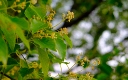 Loại cây "hút" tài lộc, mang lại bình an: Vừa giúp đuổi muỗi, vừa làm thuốc quý